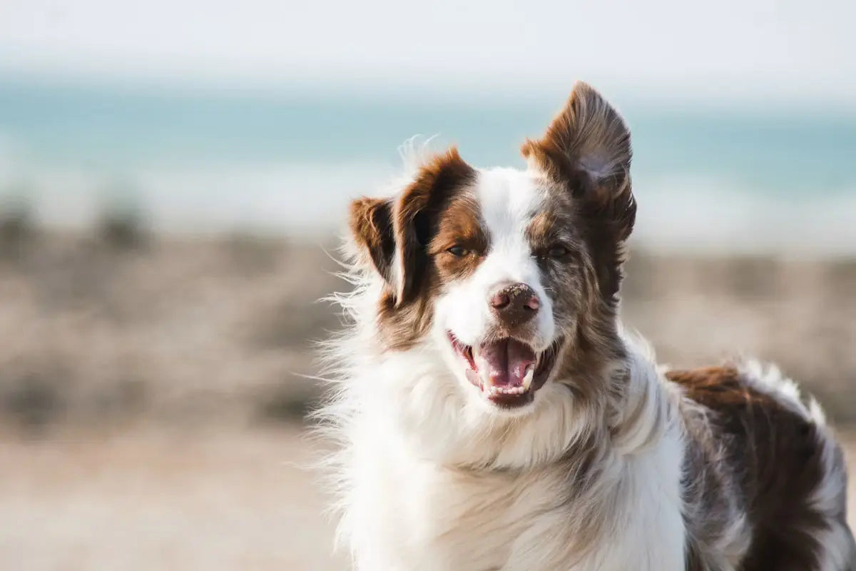 7 Signs Your Pet Is Happy and Healthy