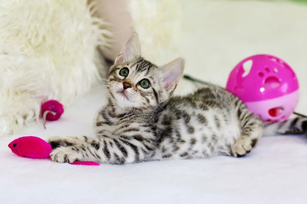 Essential Care Tips for a Happy and Healthy Cat