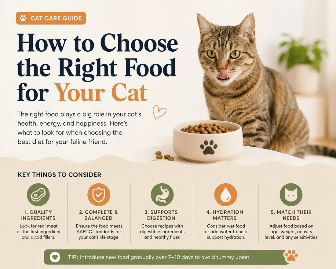 How to Choose the Right Food for Your Cat